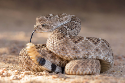 Western diamondback rattlesnake